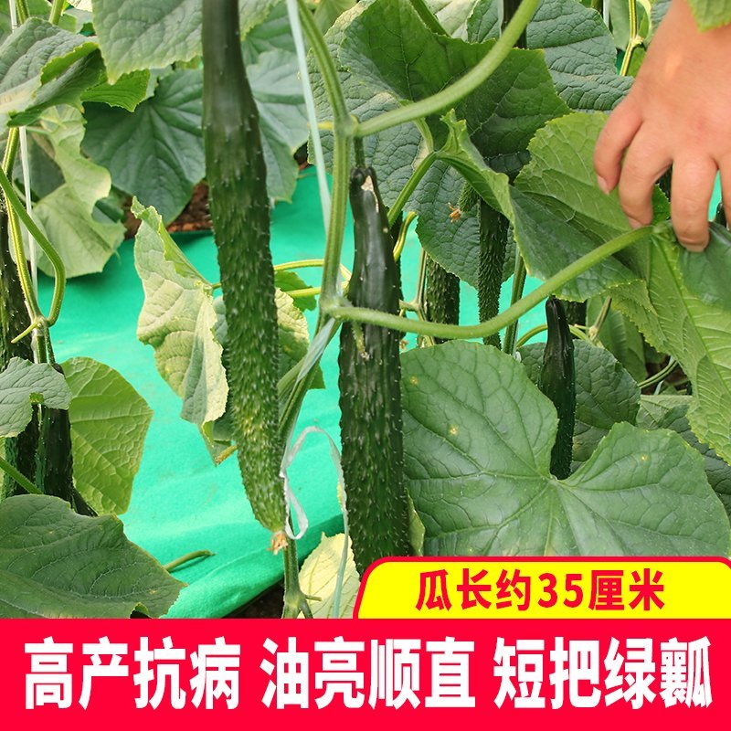 大田菜园高产易种杂交油亮嫩脆黄瓜种子40g一罐
