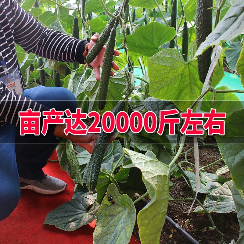 大田菜园高产易种杂交油亮嫩脆黄瓜种子40g一罐