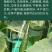 大田菜园高产易种杂交油亮嫩脆黄瓜种子40g一罐