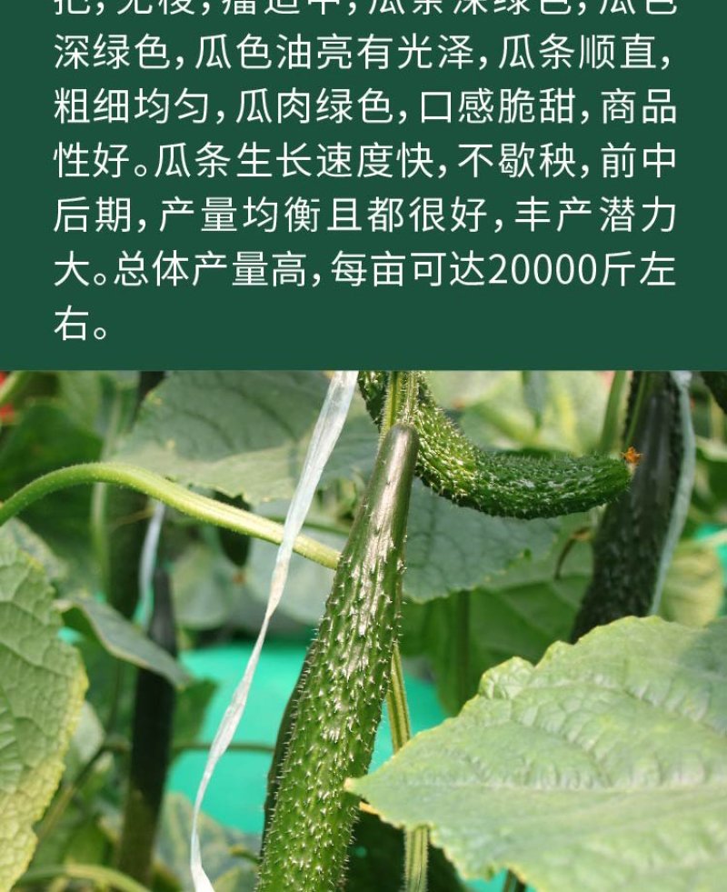 大田菜园高产易种杂交油亮嫩脆黄瓜种子40g一罐