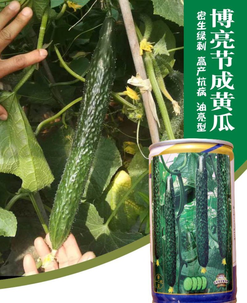 大田菜园高产易种杂交油亮嫩脆黄瓜种子40g一罐