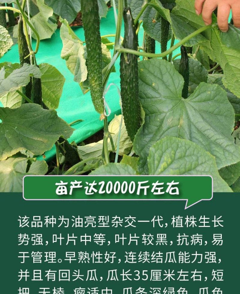 大田菜园高产易种杂交油亮嫩脆黄瓜种子40g一罐