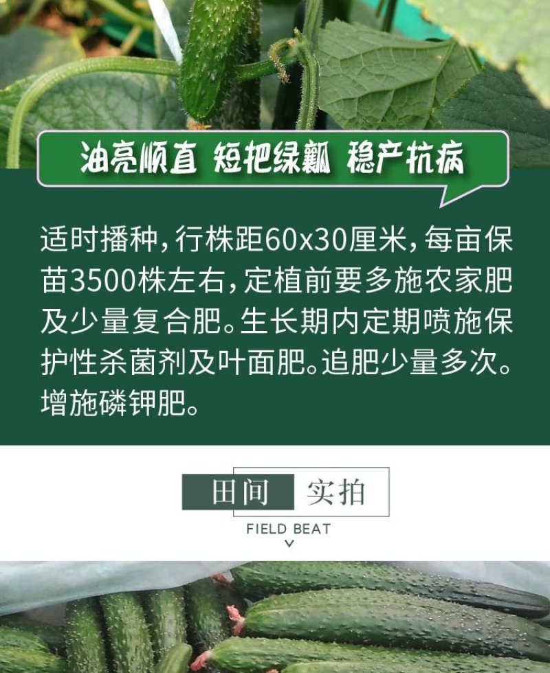 大田菜园高产易种杂交油亮嫩脆黄瓜种子40g一罐