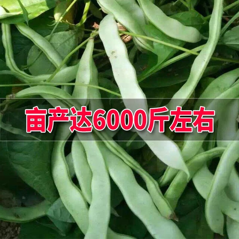 大田菜园高产易种长宽荚肉厚豆角种子