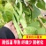 大田菜园高产易种长宽荚肉厚豆角种子