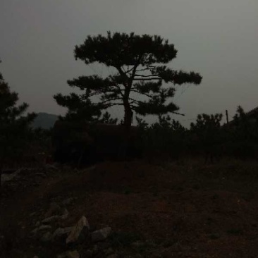 造型松专供