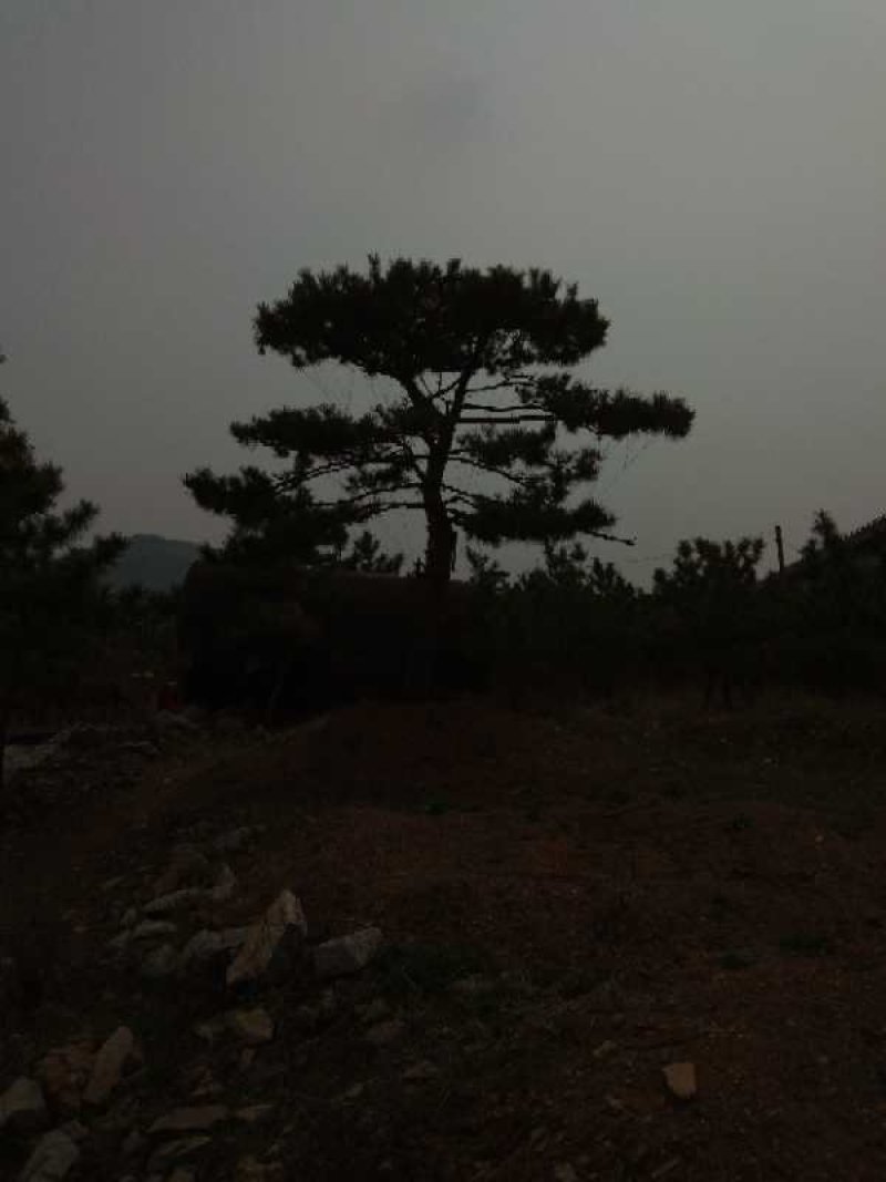 造型松专供