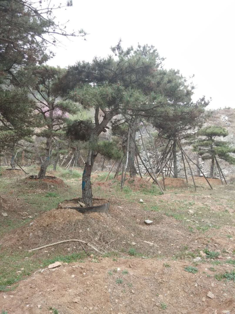 造型松专供