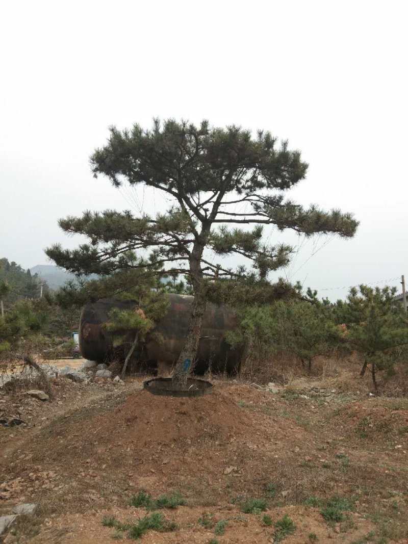 造型松专供