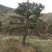 造型松专供