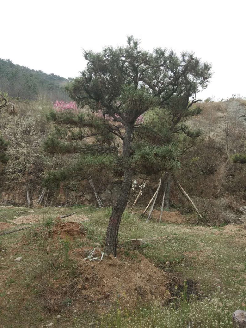 造型松专供