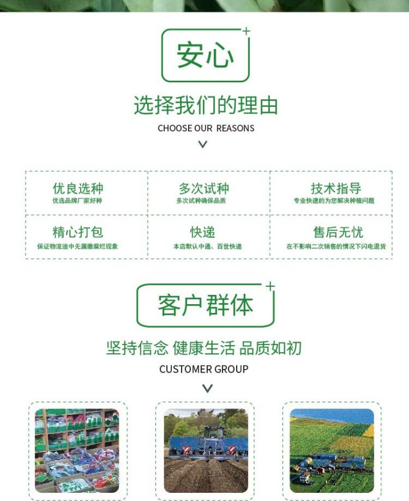 大田菜园高产易种长宽荚肉厚豆角种子