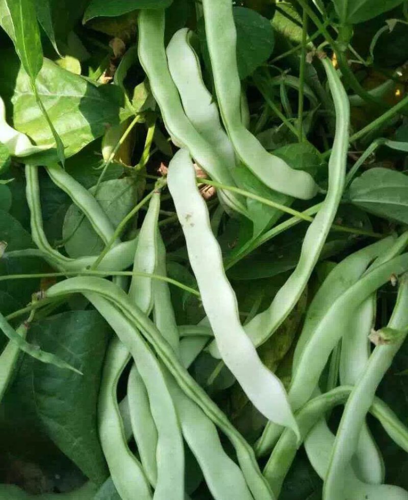 大田菜园高产易种长宽荚肉厚豆角种子