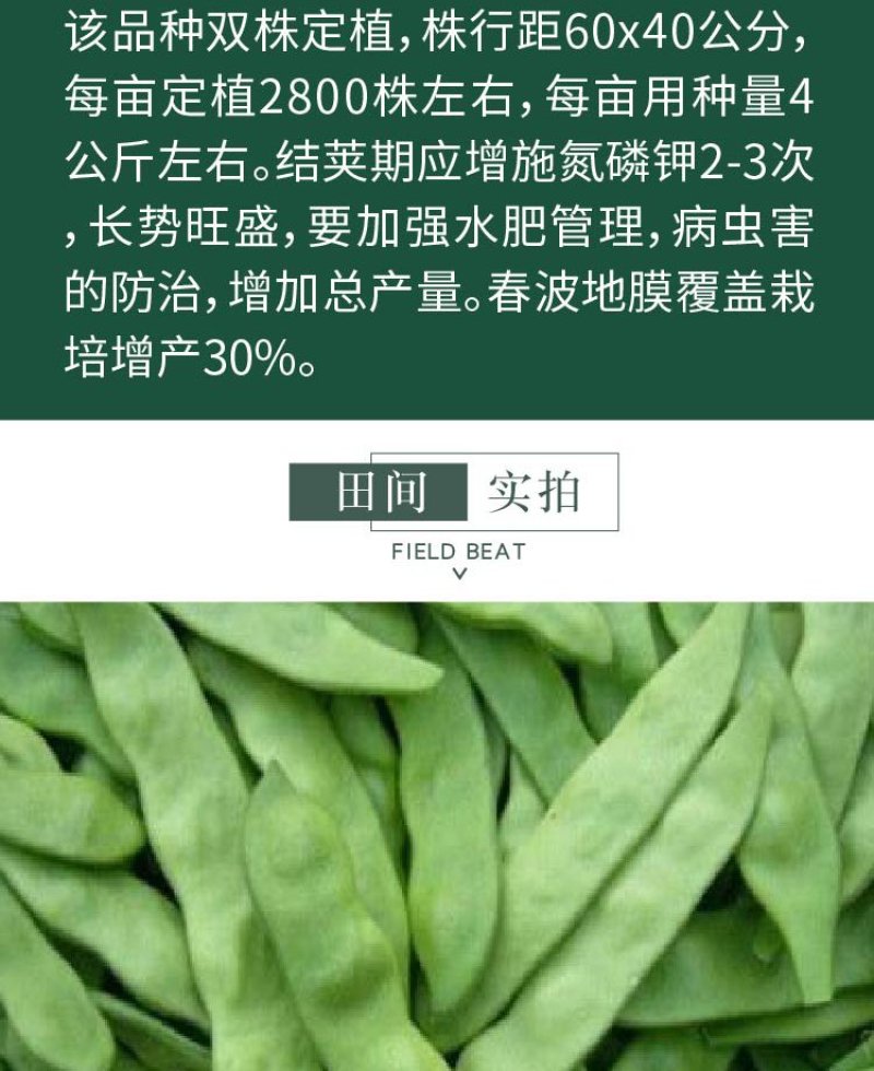 大田菜园高产易种长宽荚肉厚豆角种子