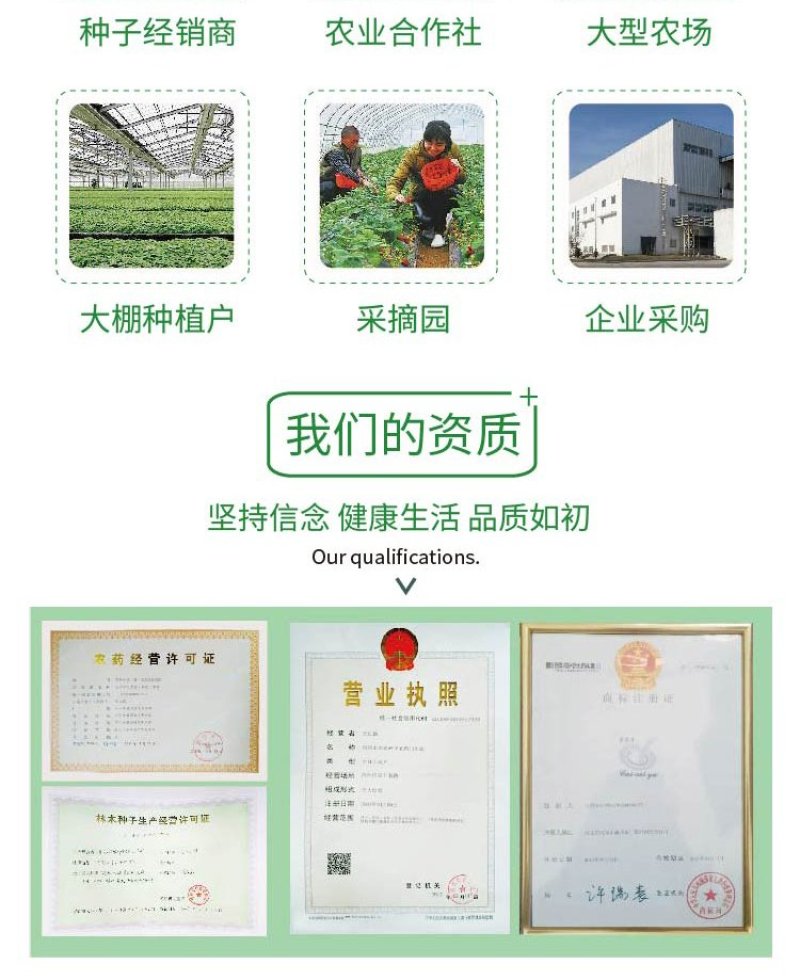 大田菜园高产易种长宽荚肉厚豆角种子