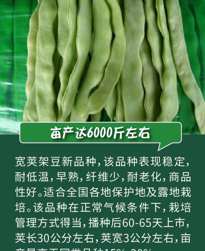 大田菜园高产易种长宽荚肉厚豆角种子
