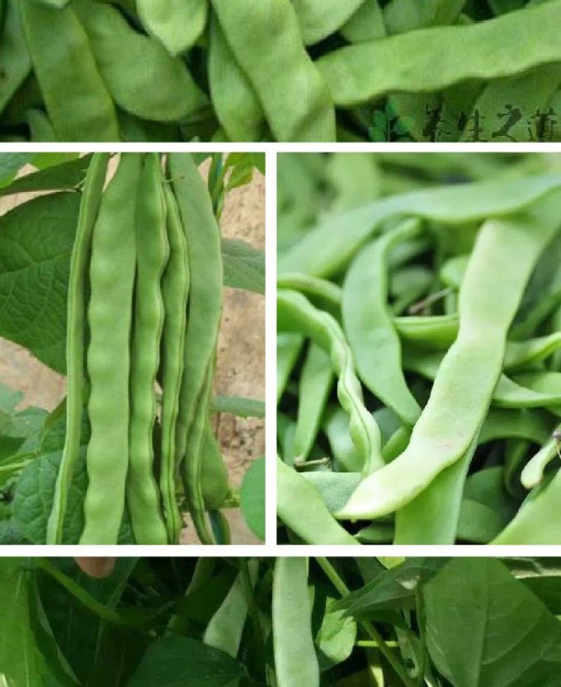 大田菜园高产易种长宽荚肉厚豆角种子