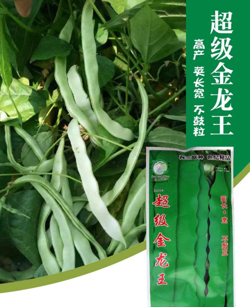 大田菜园高产易种长宽荚肉厚豆角种子