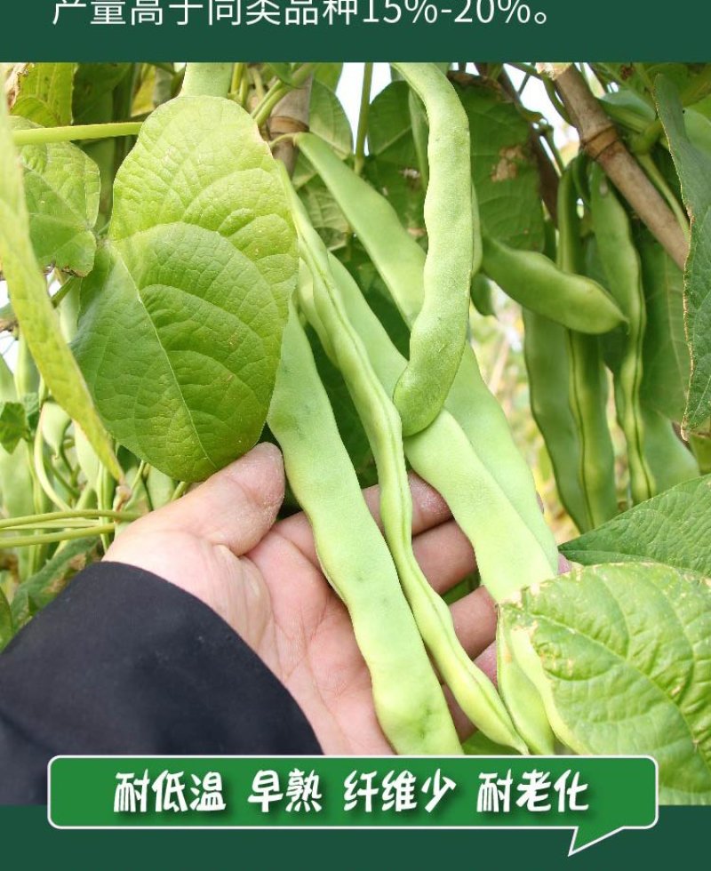 大田菜园高产易种长宽荚肉厚豆角种子
