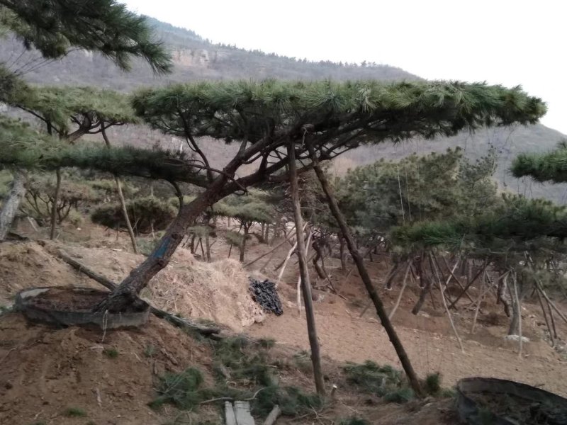 造型松、黑松、油松