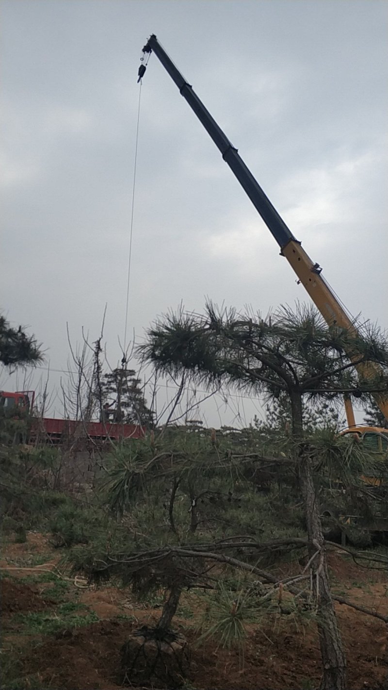 造型松便宜出售