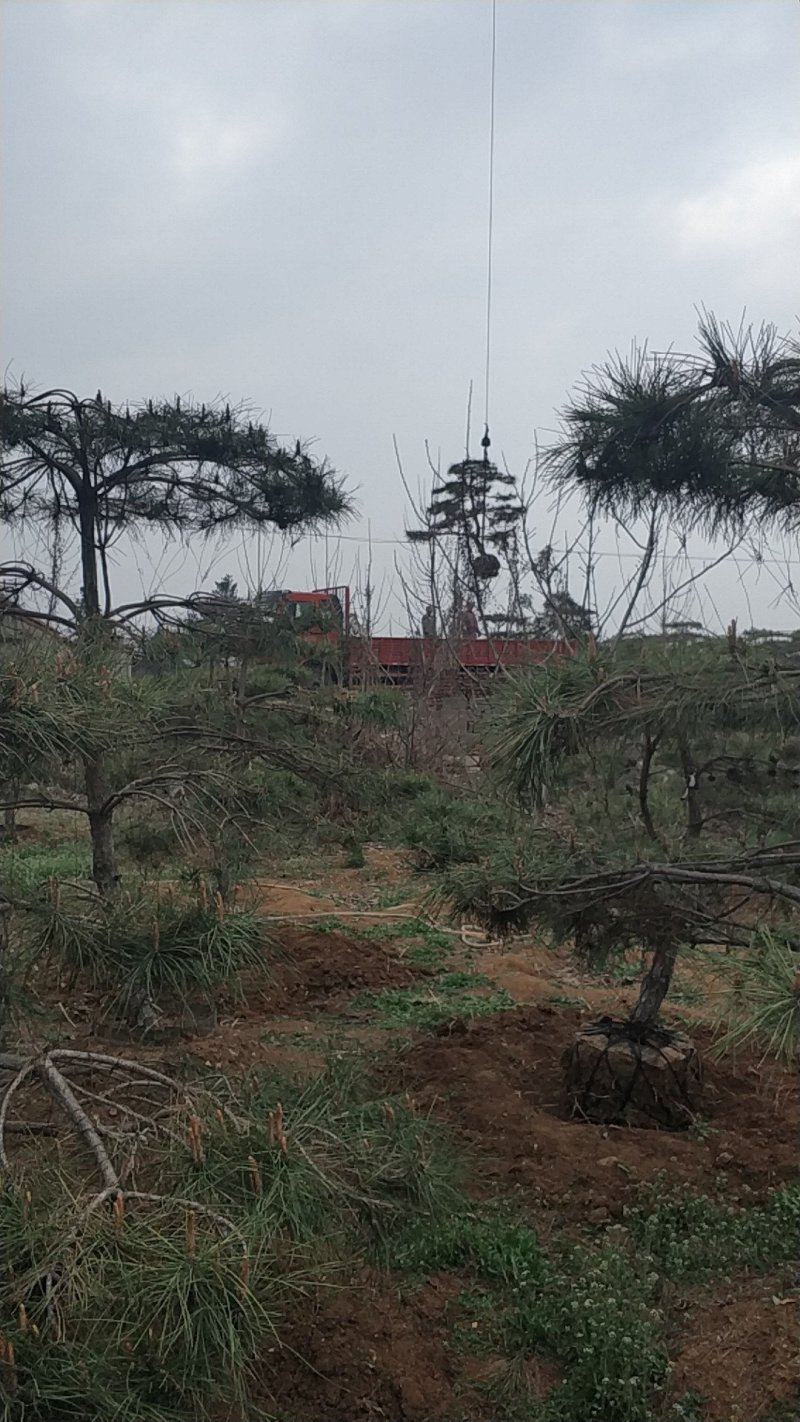 造型松便宜出售