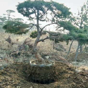 造型松