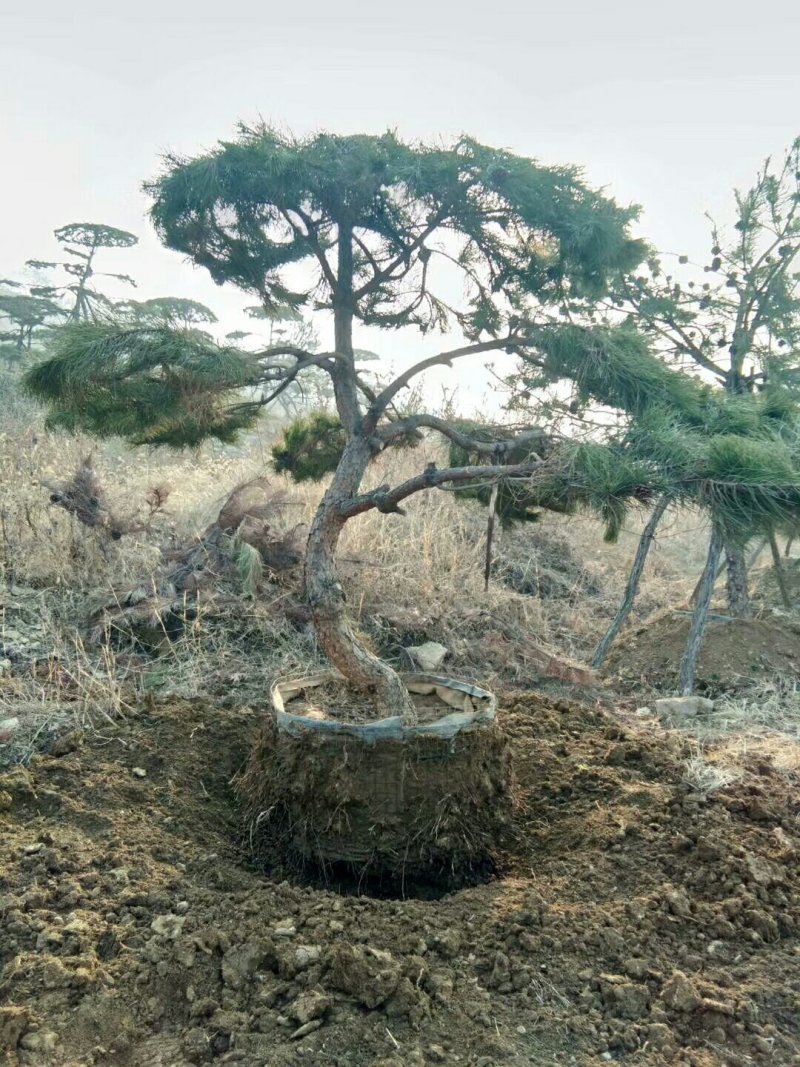 造型松