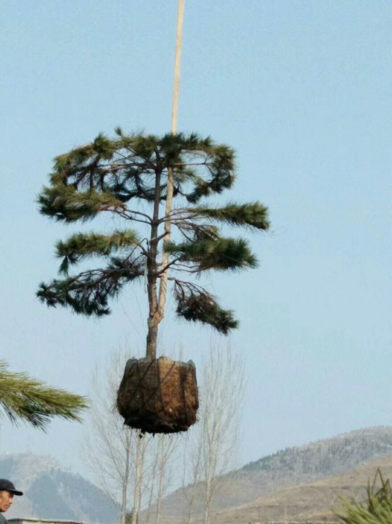 造型松