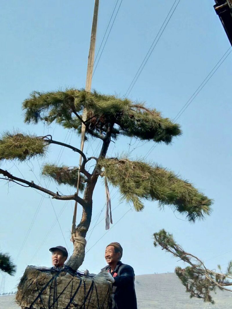 造型松