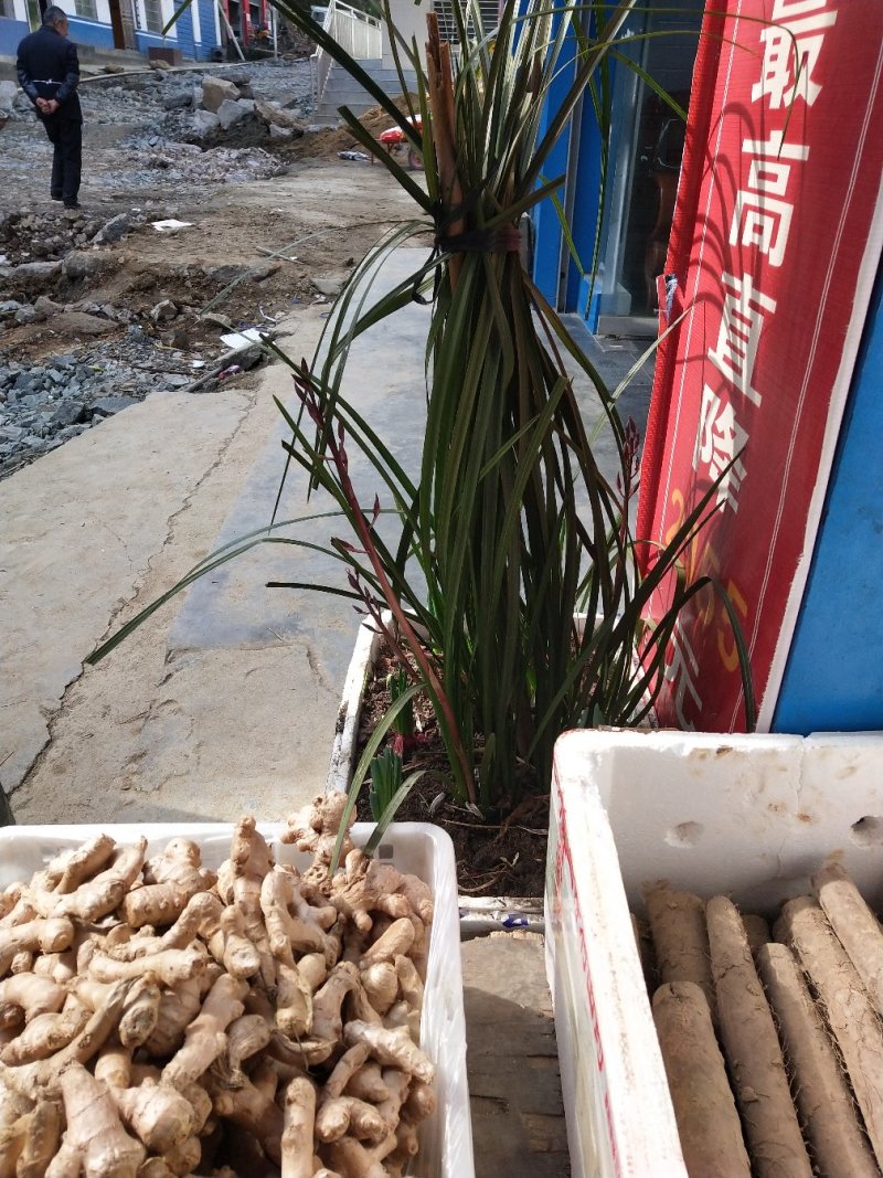 蕙兰还是什么