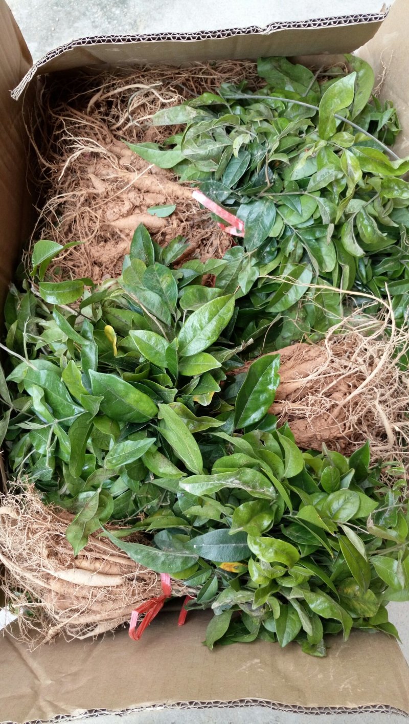 大叶中叶小叶牛大力种苗