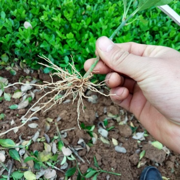 冬青树苗北海道小苗绿篱笆四季常青耐寒庭院绿化植物盆栽小叶