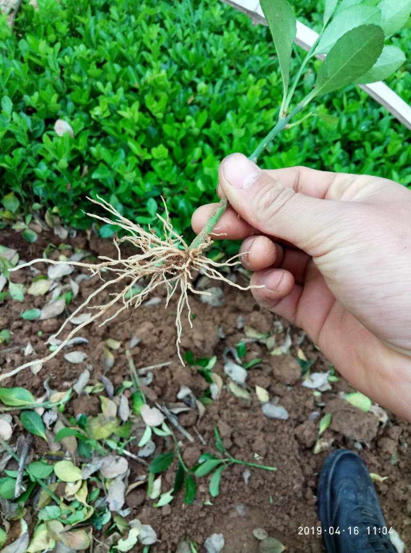 冬青树苗北海道小苗绿篱笆四季常青耐寒庭院绿化植物盆栽小叶