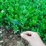 冬青树苗北海道小苗绿篱笆四季常青耐寒庭院绿化植物盆栽小叶
