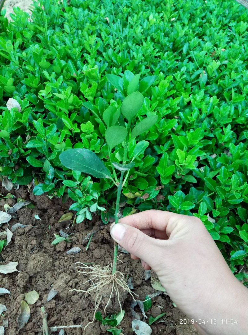 冬青树苗北海道小苗绿篱笆四季常青耐寒庭院绿化植物盆栽小叶