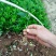 冬青树苗北海道小苗绿篱笆四季常青耐寒庭院绿化植物盆栽小叶