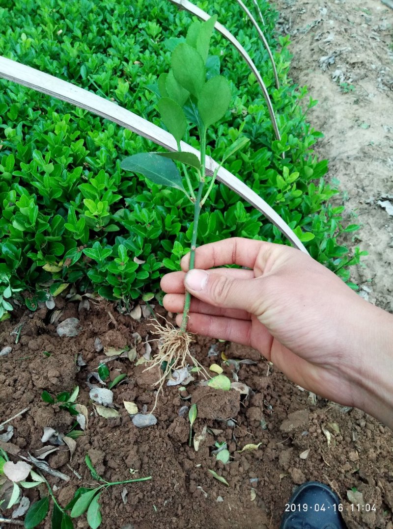 冬青树苗北海道小苗绿篱笆四季常青耐寒庭院绿化植物盆栽小叶