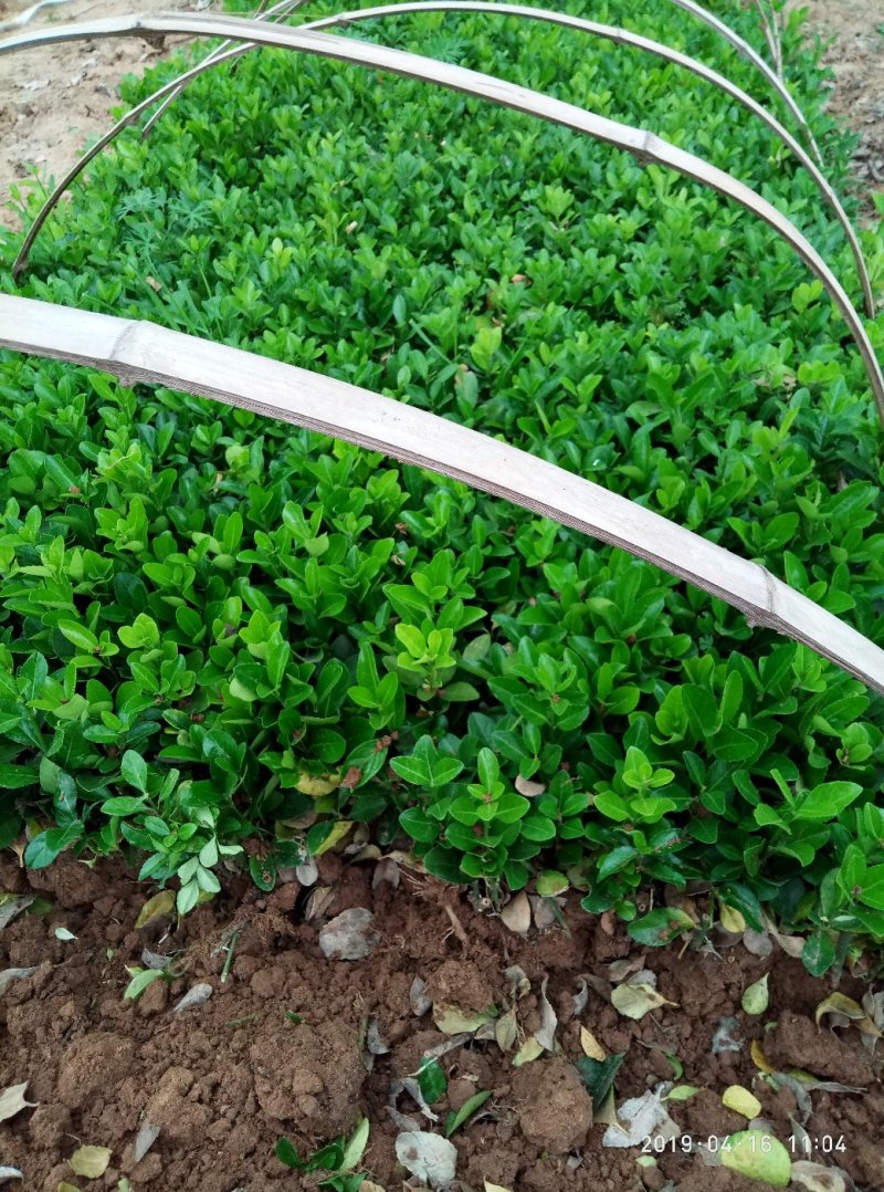 冬青树苗北海道小苗绿篱笆四季常青耐寒庭院绿化植物盆栽小叶