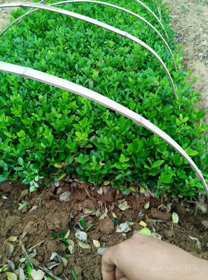 冬青树苗北海道小苗绿篱笆四季常青耐寒庭院绿化植物盆栽小叶