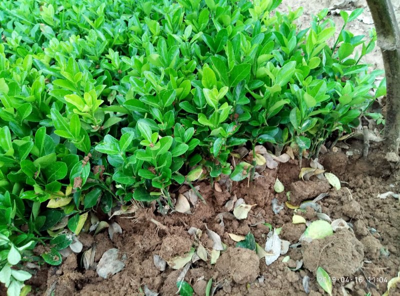 冬青树苗北海道小苗绿篱笆四季常青耐寒庭院绿化植物盆栽小叶