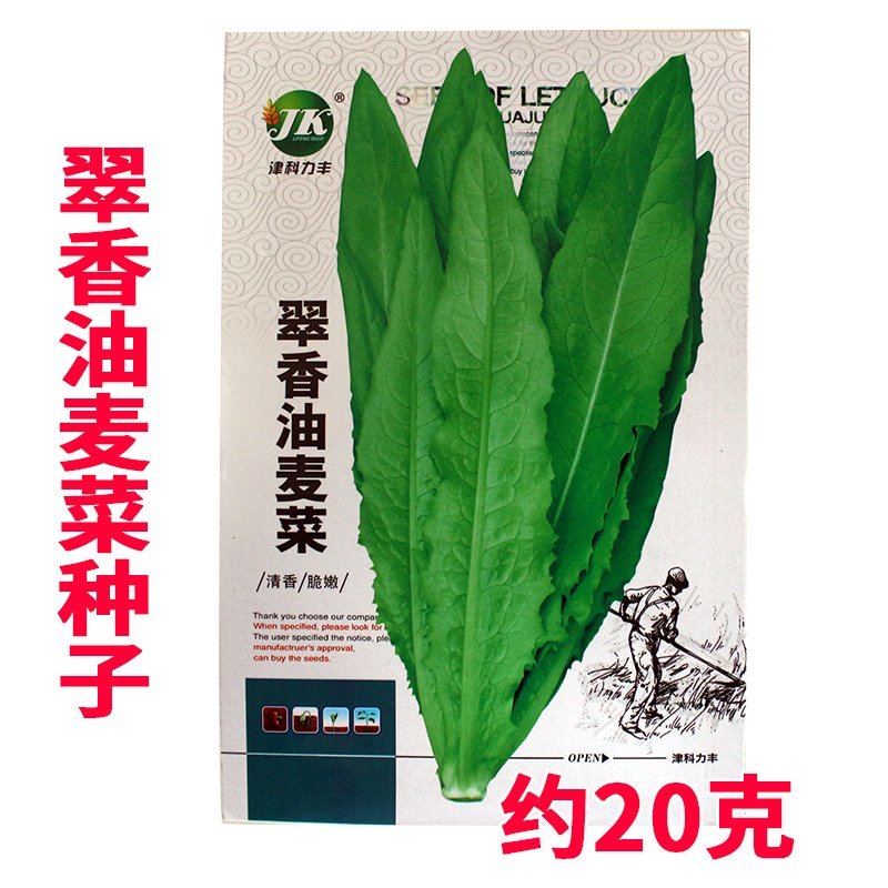 大田菜园高产易种清香脆嫩油麦菜种子