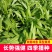 大田菜园高产易种清香脆嫩油麦菜种子