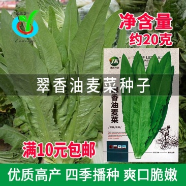 大田菜园高产易种清香脆嫩油麦菜种子