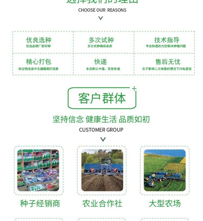 大田菜园高产易种清香脆嫩油麦菜种子