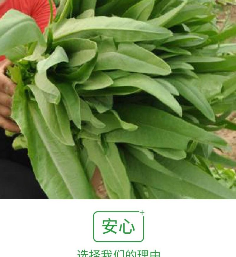 大田菜园高产易种清香脆嫩油麦菜种子