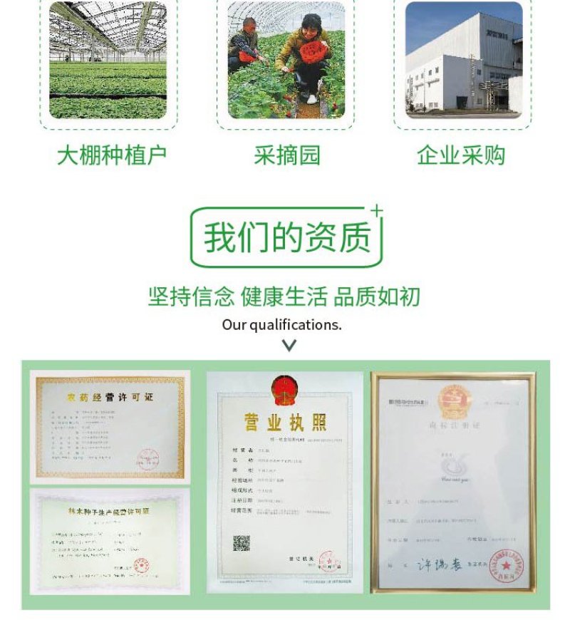 大田菜园高产易种清香脆嫩油麦菜种子