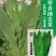 大田菜园高产易种清香脆嫩油麦菜种子