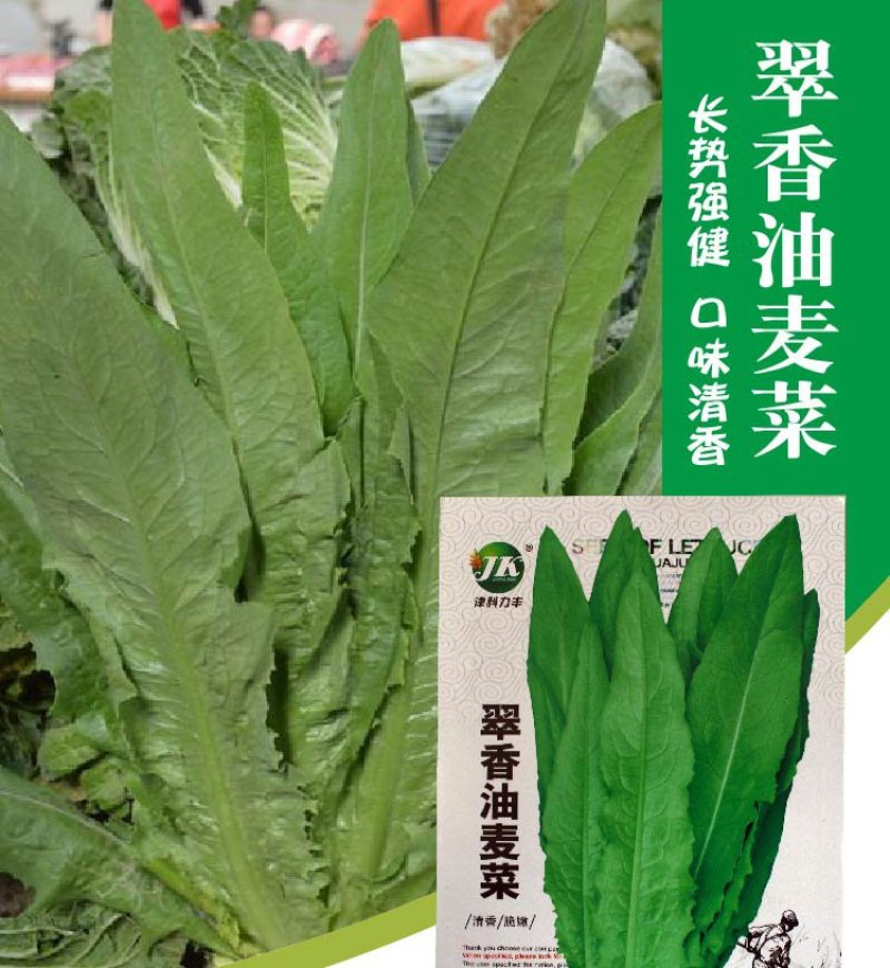 大田菜园高产易种清香脆嫩油麦菜种子