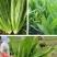 大田菜园高产易种清香脆嫩油麦菜种子